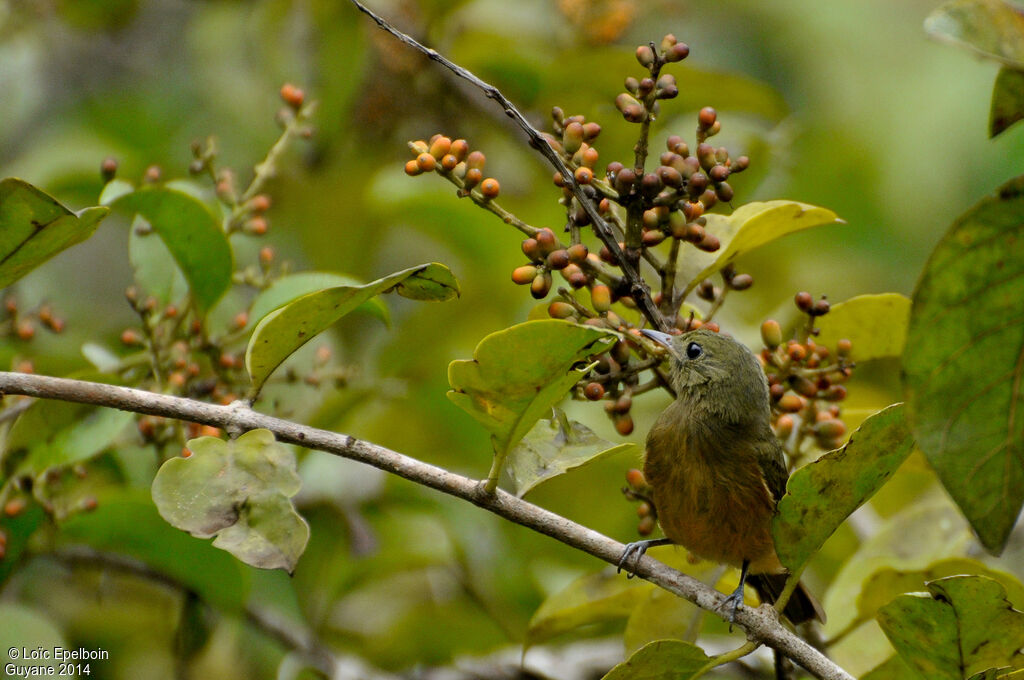 McConnell's Flycatcher