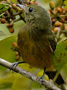 McConnell's Flycatcher