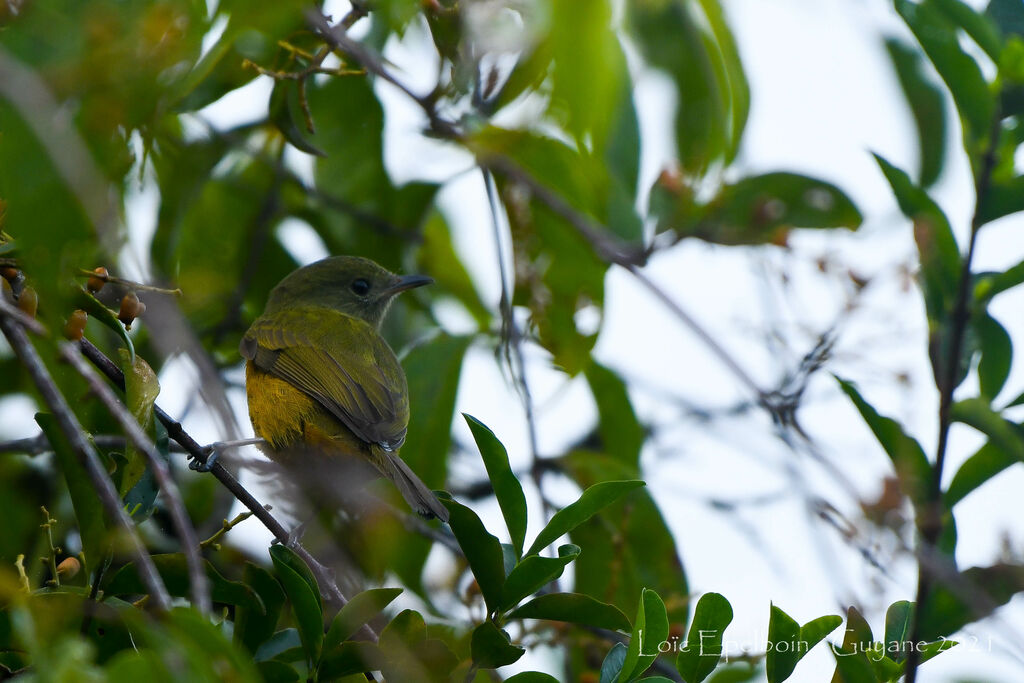 McConnell's Flycatcher