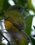 McConnell's Flycatcher