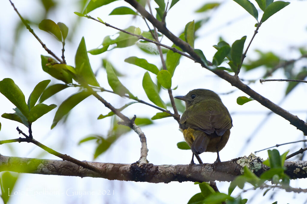 McConnell's Flycatcher