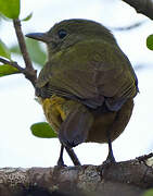 McConnell's Flycatcher