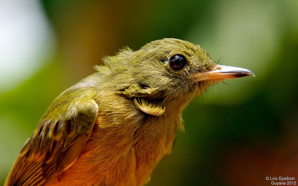 Ochre-bellied Flycatcher