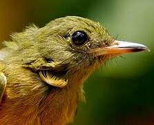 Ochre-bellied Flycatcher