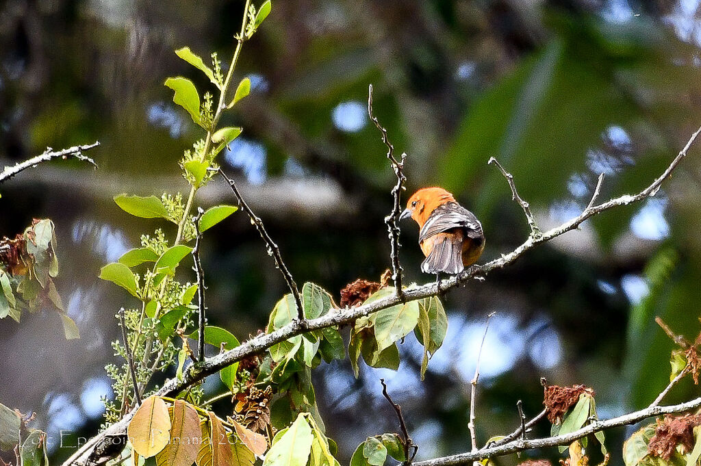 Flame-colored Tanager