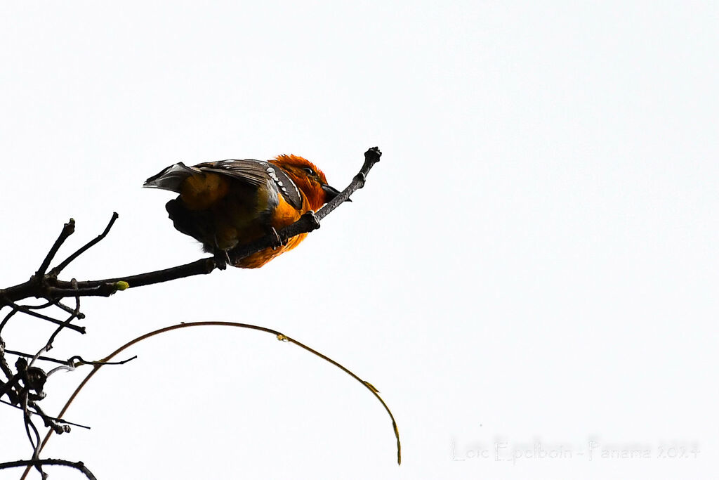 Flame-colored Tanager