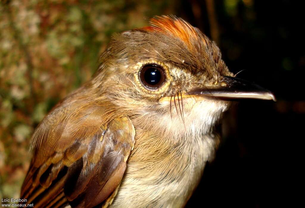 Cinnamon-crested Spadebill, close-up portrait