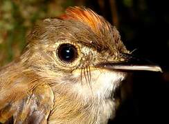 Cinnamon-crested Spadebill