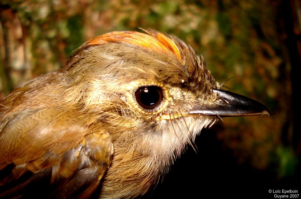 Platyrhynque à cimier orange