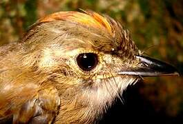 Cinnamon-crested Spadebill