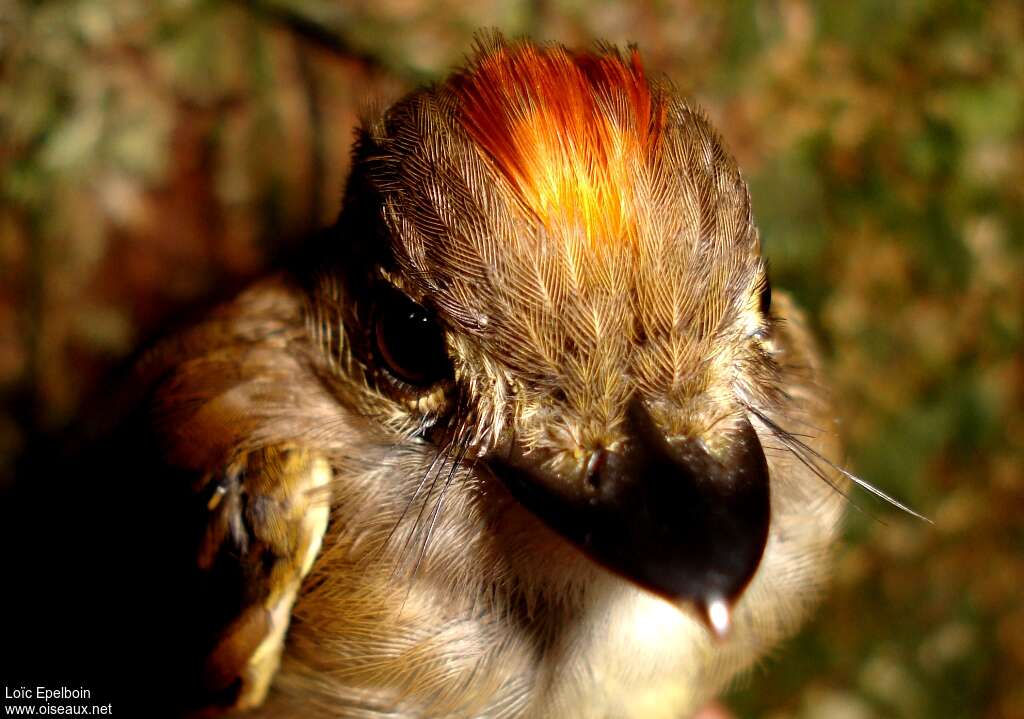 Platyrhynque à cimier orange, pigmentation, Comportement