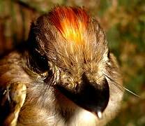 Platyrhynque à cimier orange