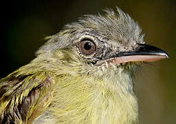 Yellow-olive Flatbill