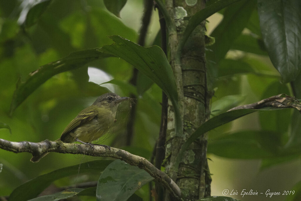 Platyrhynque jaune-olive