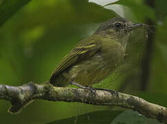 Yellow-olive Flatbill