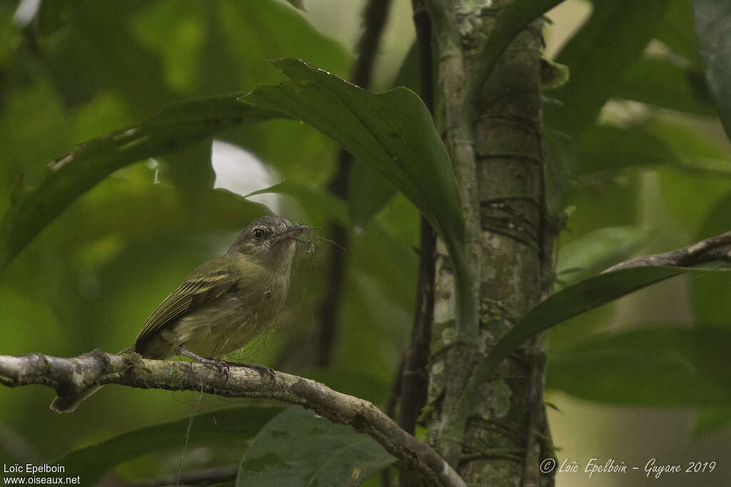 Yellow-olive Flatbilladult, Reproduction-nesting