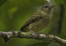 Yellow-olive Flatbill