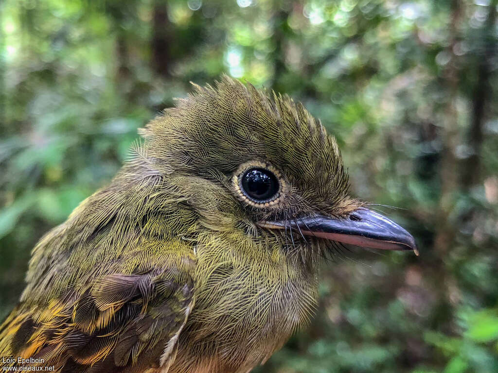 Eastern Olivaceous Flatbill, close-up portrait