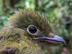 Eastern Olivaceous Flatbill