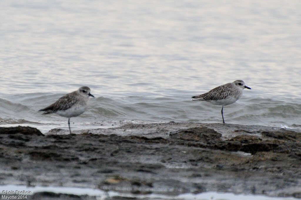 Grey Plover