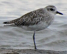 Grey Plover