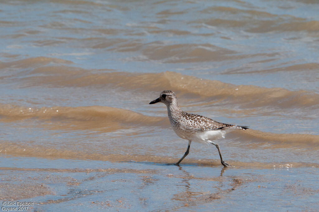 Grey Plover