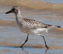 Grey Plover