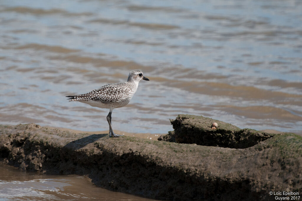 Grey Plover