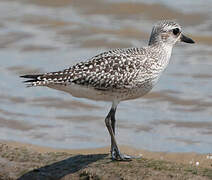 Grey Plover