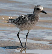 Grey Plover