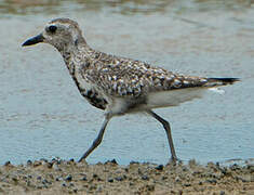 Grey Plover