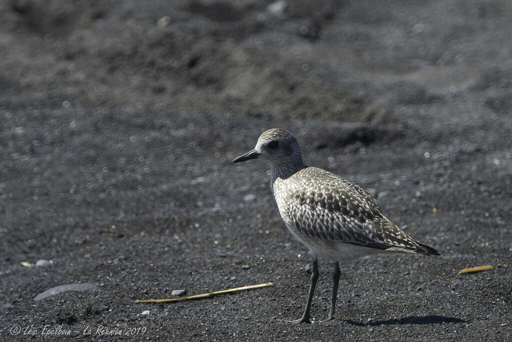 Grey Plover