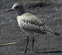 Grey Plover