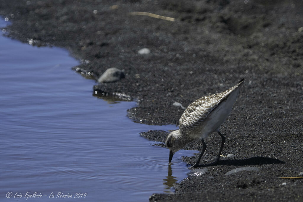 Grey Plover