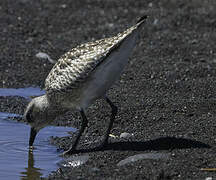 Grey Plover