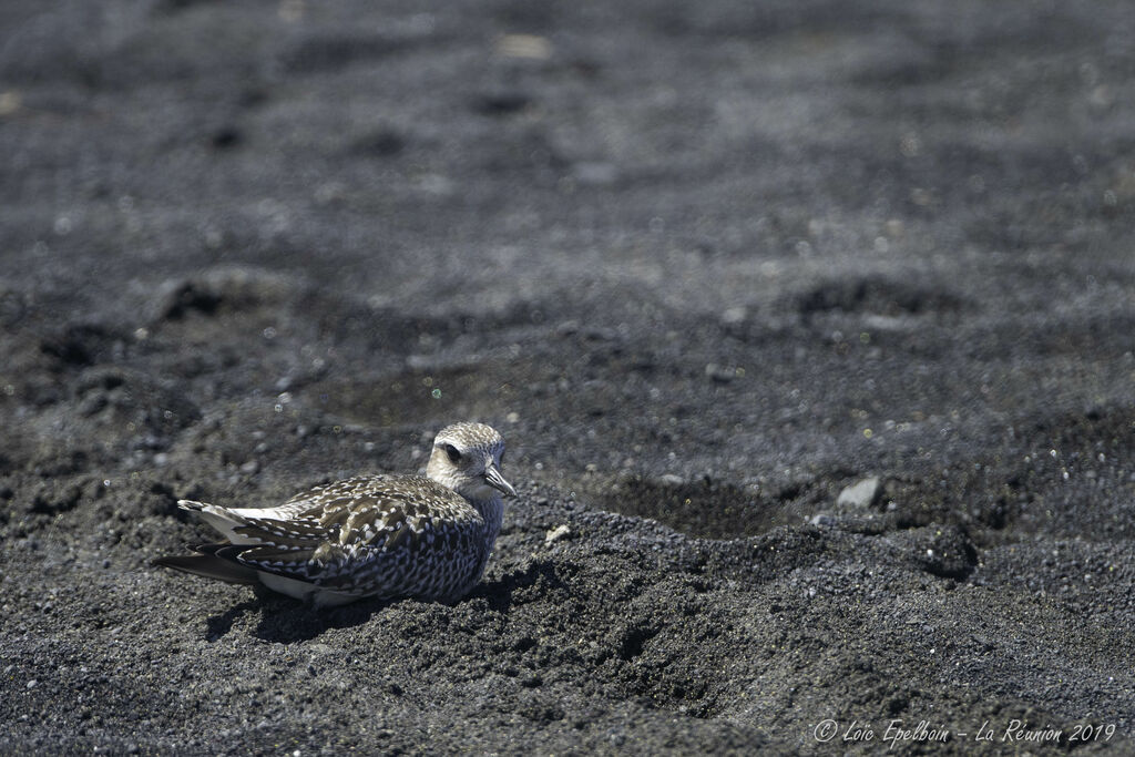 Grey Plover