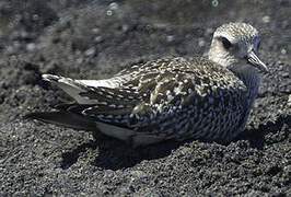 Grey Plover