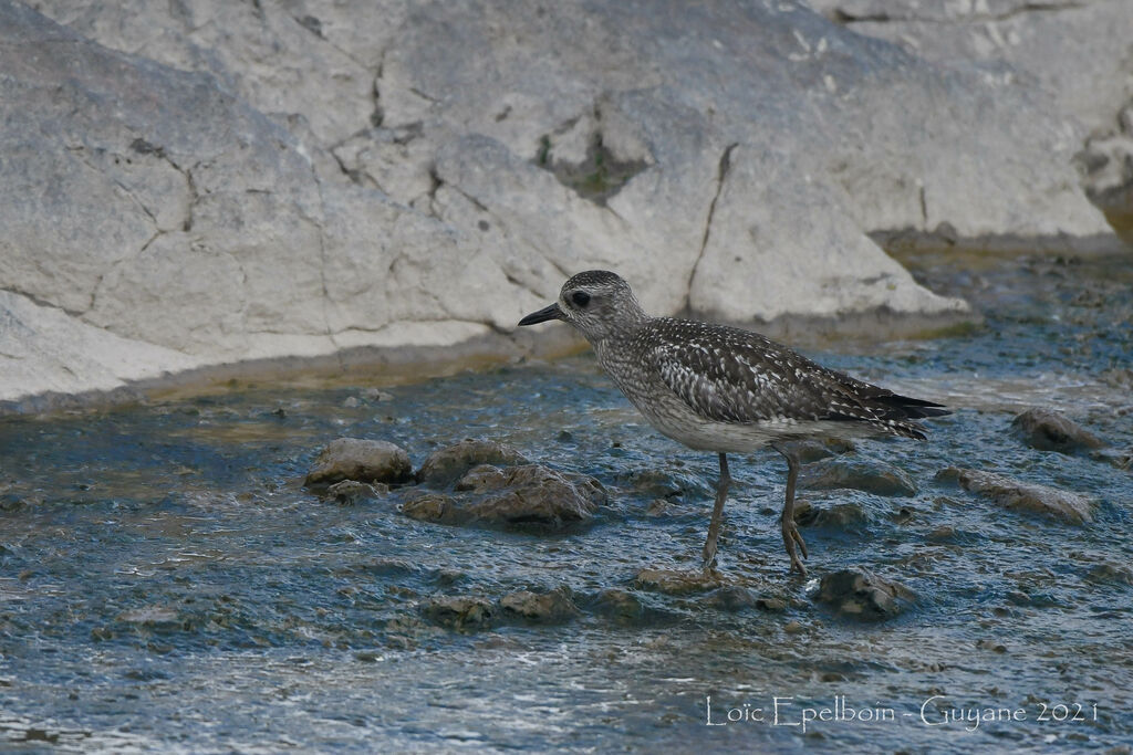 Grey Plover