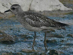 Grey Plover