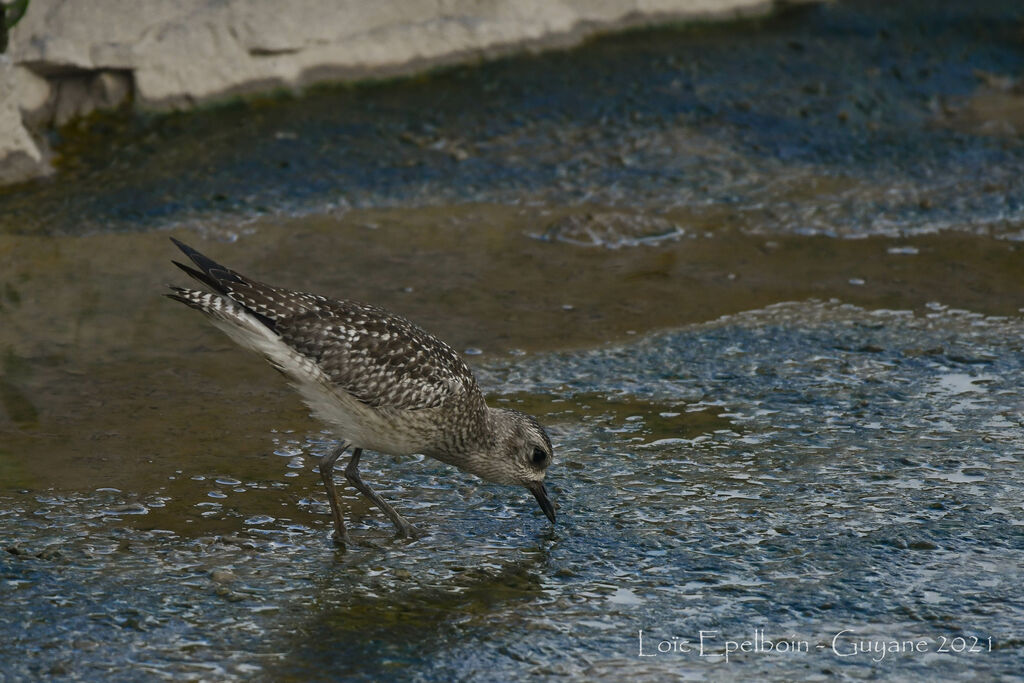 Grey Plover