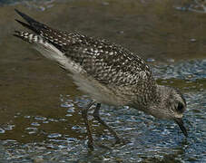 Grey Plover