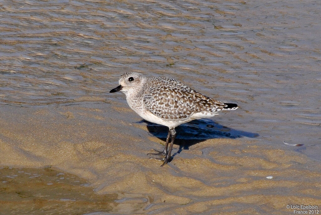 Grey Plover