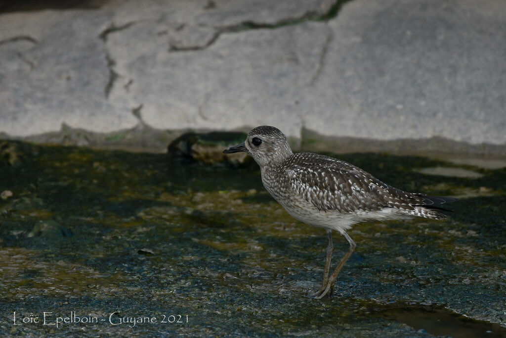 Grey Plover