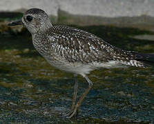 Grey Plover