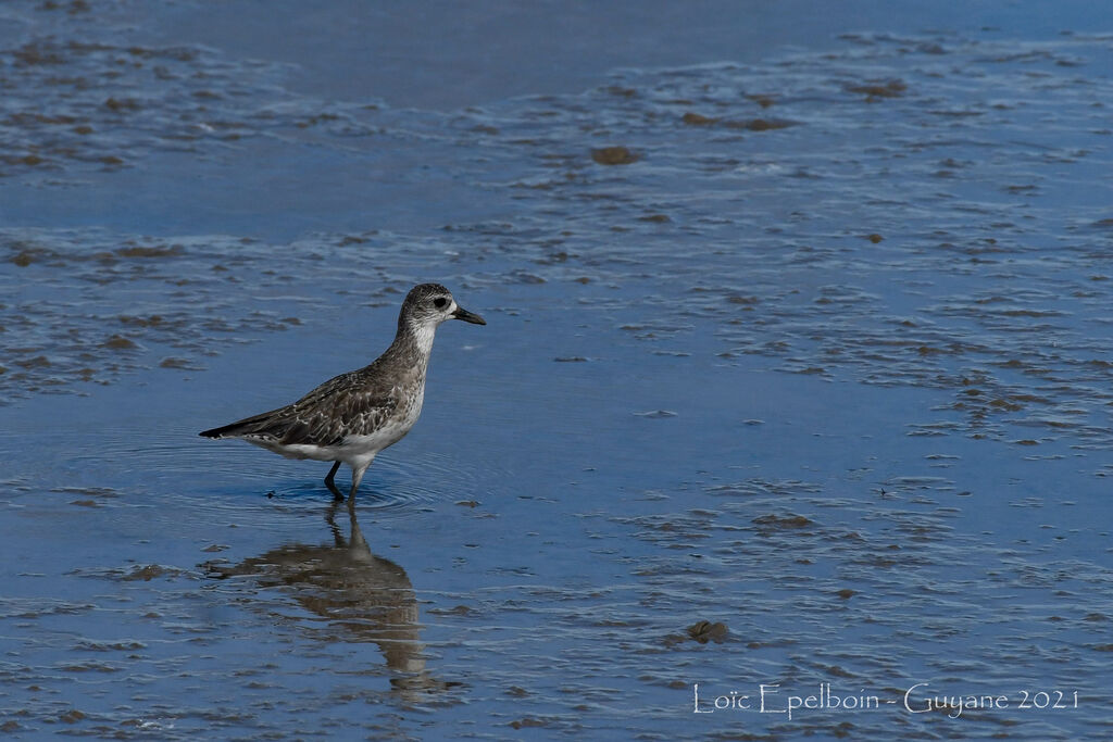 Grey Plover