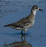 Grey Plover