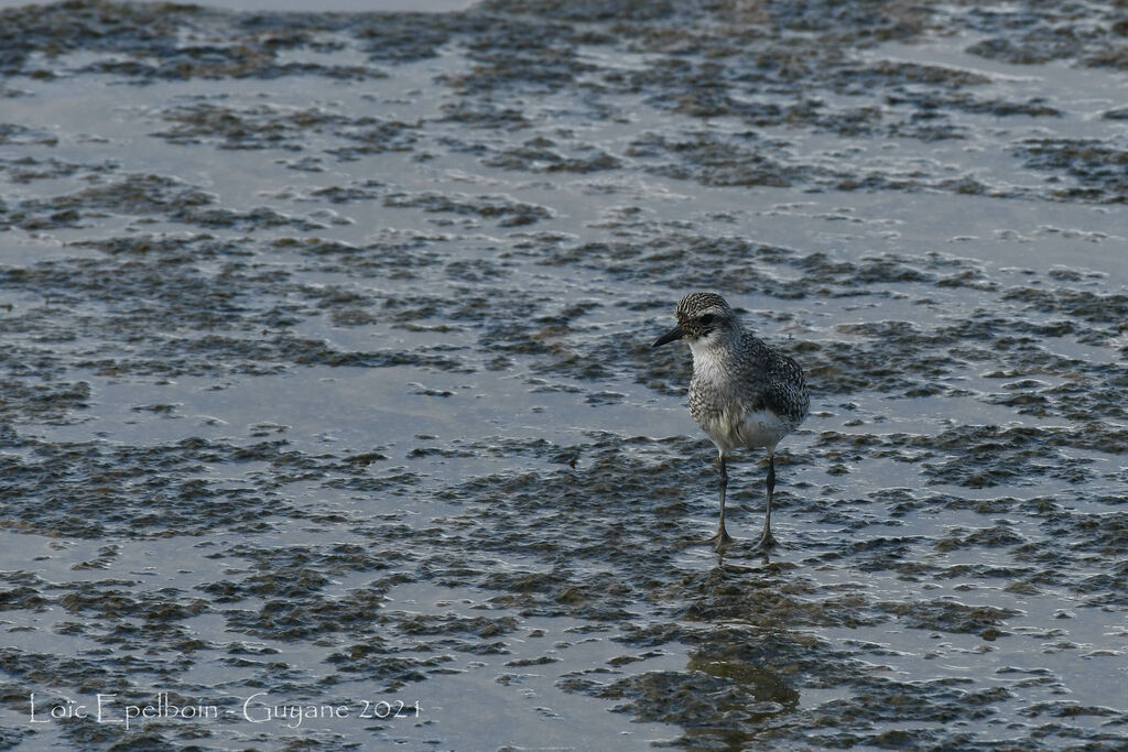 Grey Plover