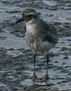 Grey Plover