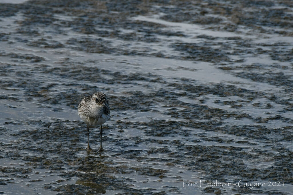 Grey Plover