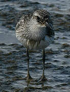 Grey Plover